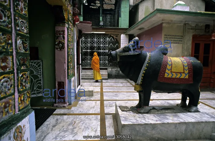 : Prayer to Nandi Mandi Himachal Pradesh India : Prayer to Nandi Mandi Himachal Pradesh India
