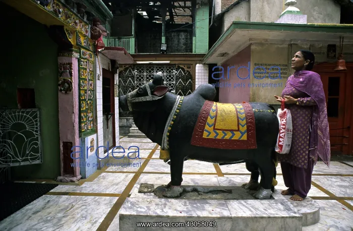 : Prayer to Nandi Mandi Himachal Pradesh India : Prayer to Nandi Mandi Himachal Pradesh India