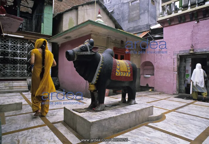 : Prayer to Nandi Mandi Himachal Pradesh India : Prayer to Nandi Mandi Himachal Pradesh India
