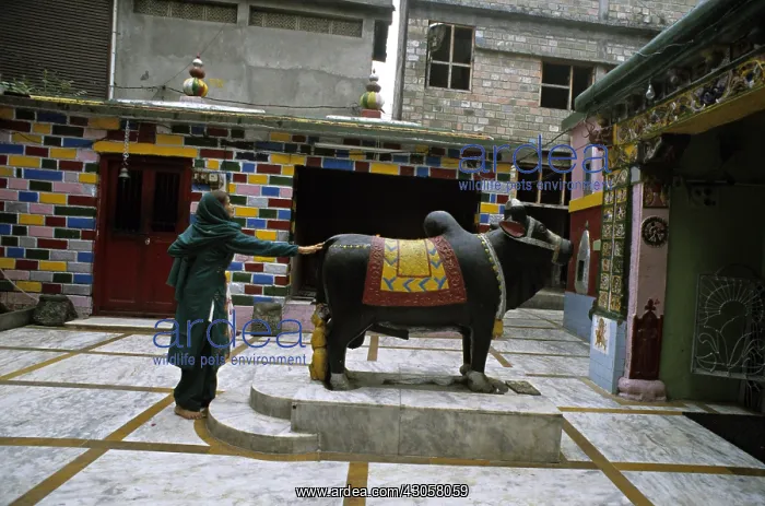 : Prayer to Nandi Mandi Himachal Pradesh India : Prayer to Nandi Mandi Himachal Pradesh India