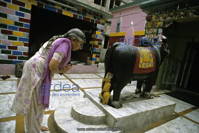 : Prayer to Nandi Mandi Himachal Pradesh India : Prayer to Nandi Mandi Himachal Pradesh India