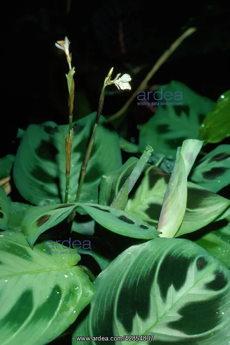 : Prayer Plant / Rabbit Tracks : Prayer Plant / Rabbit Tracks