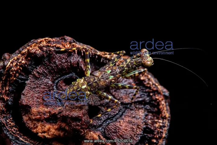 : Praying mantid (Liturgusa cayennensis) nymph, Belizon : Praying mantid (Liturgusa cayennensis) nymph, Belizon