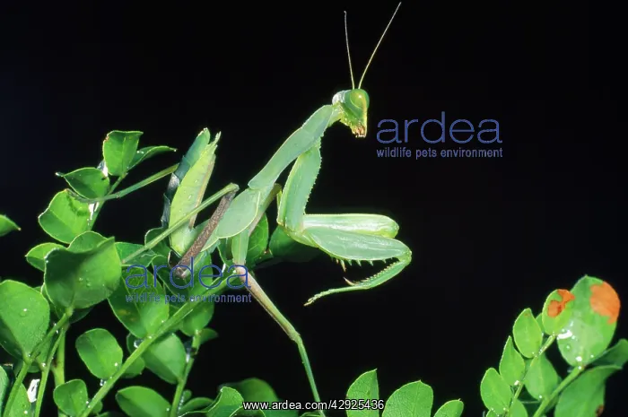 : Praying MANTIS : Praying MANTIS