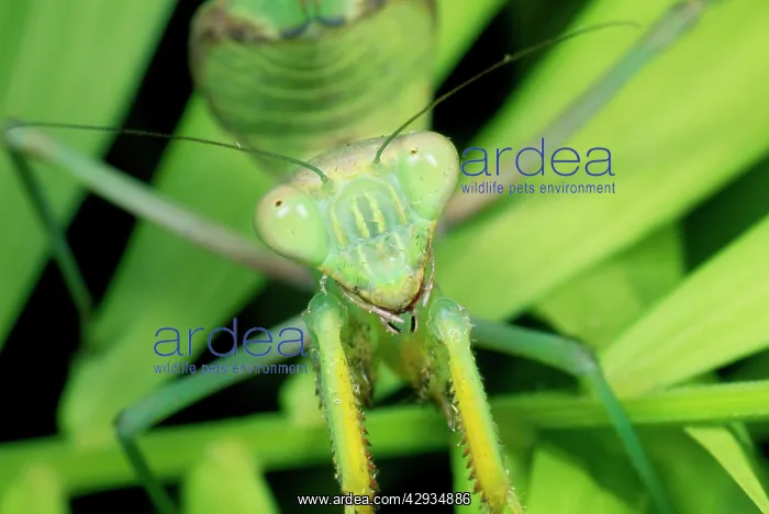: Praying Mantis : Praying Mantis