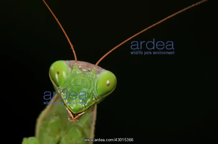  : Praying Mantis