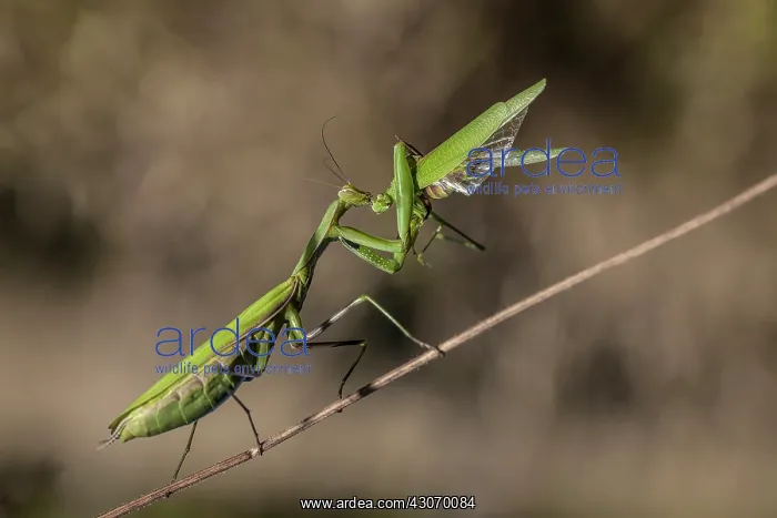 : Praying Mantis : Praying Mantis