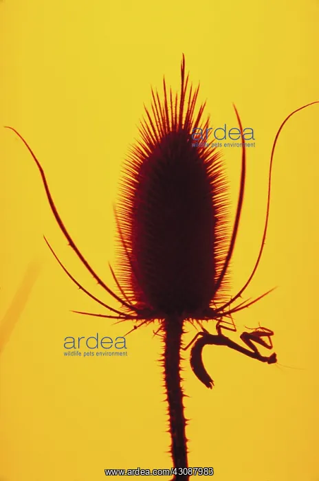  : Praying mantis