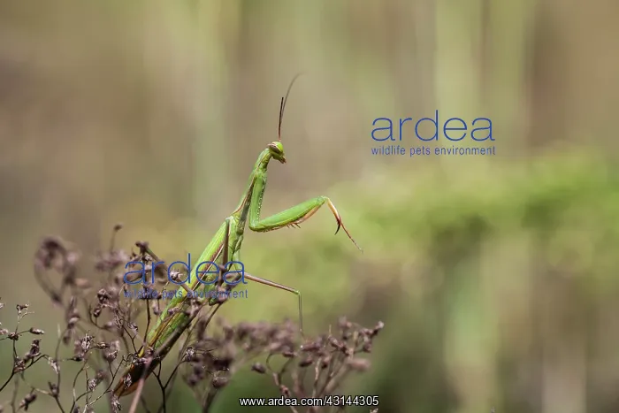 : Praying Mantis : Praying Mantis