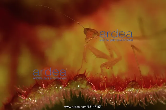 : Praying Mantis : Praying Mantis