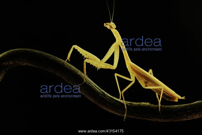 : Praying Mantis : Praying Mantis