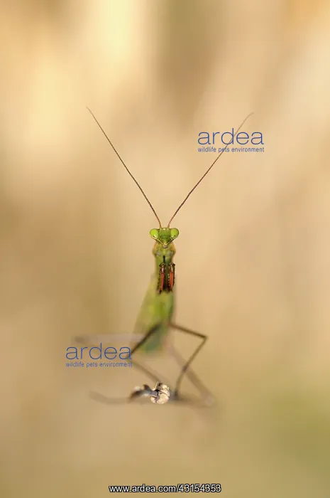 : Praying Mantis : Praying Mantis