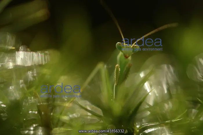 : Praying Mantis : Praying Mantis