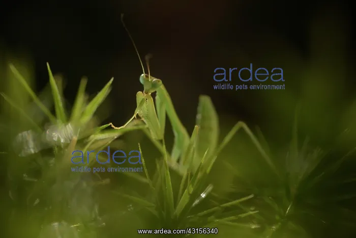 : Praying Mantis : Praying Mantis
