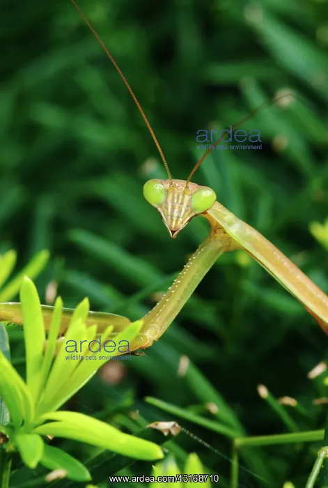 : Praying Mantis : Praying Mantis