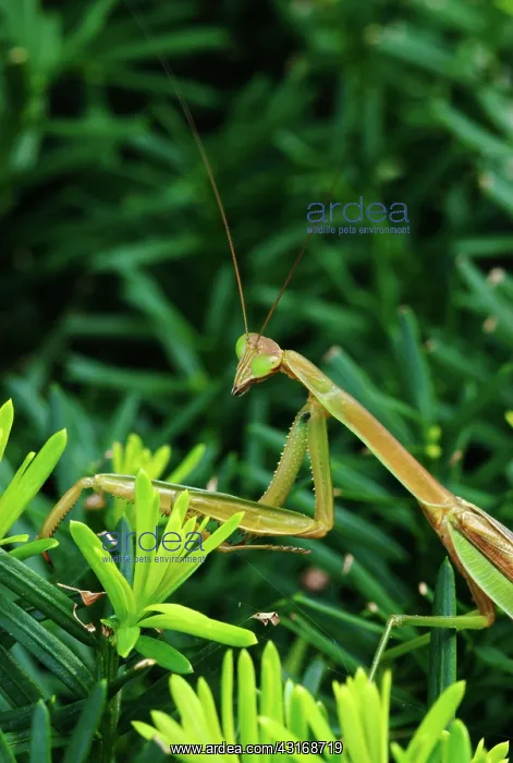 : Praying Mantis : Praying Mantis