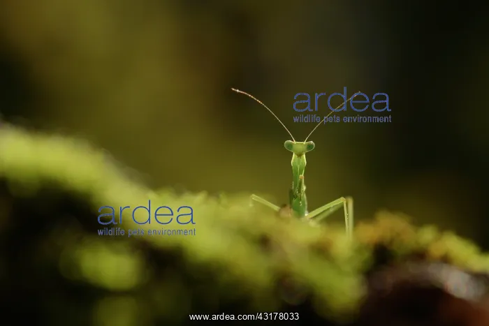 : Praying Mantis : Praying Mantis