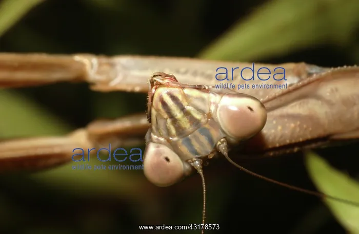  : Praying Mantis