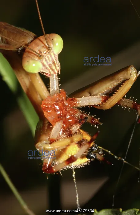 : Praying Mantis : Praying Mantis