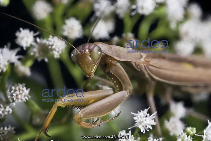 : Praying Mantis : Praying Mantis