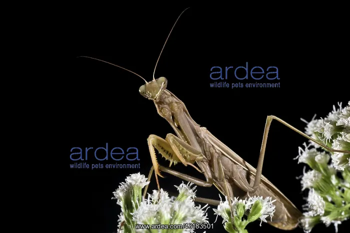 : Praying Mantis : Praying Mantis
