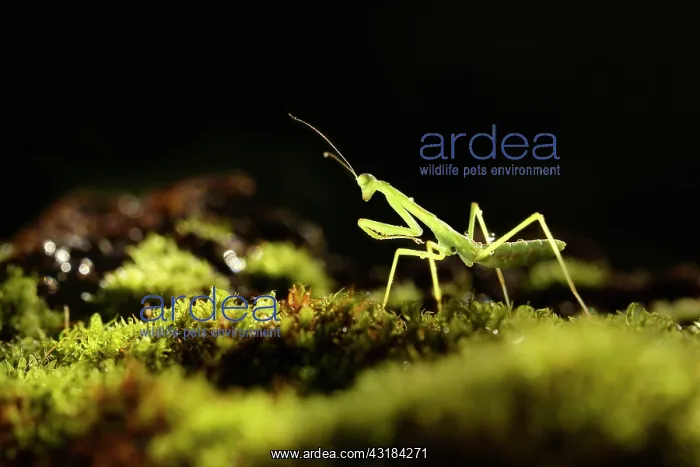 : Praying Mantis : Praying Mantis