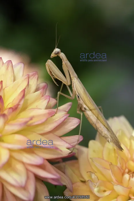: Praying Mantis : Praying Mantis