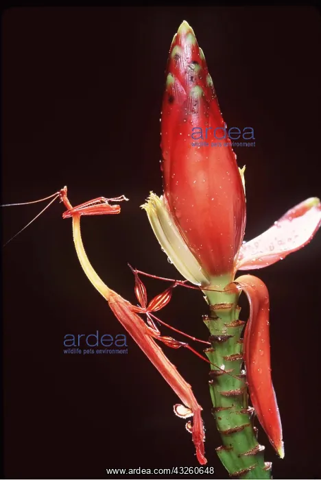 : PRAYING MANTIS : PRAYING MANTIS