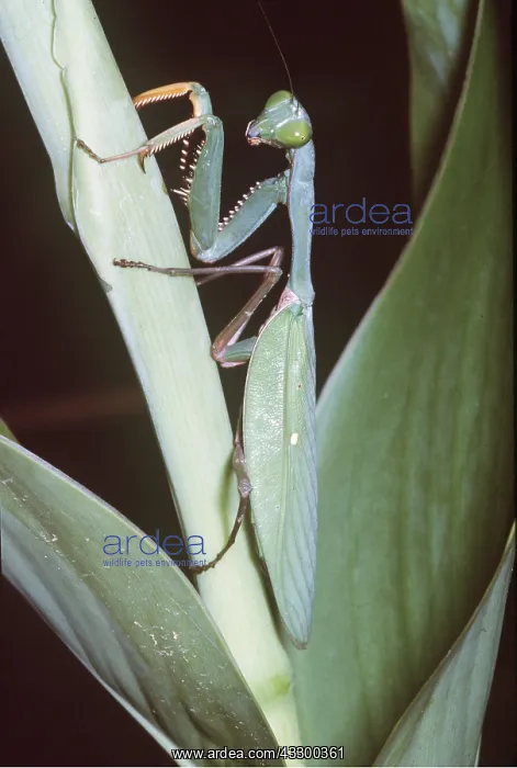: PRAYING MANTIS : PRAYING MANTIS