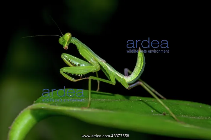 : Praying Mantis : Praying Mantis