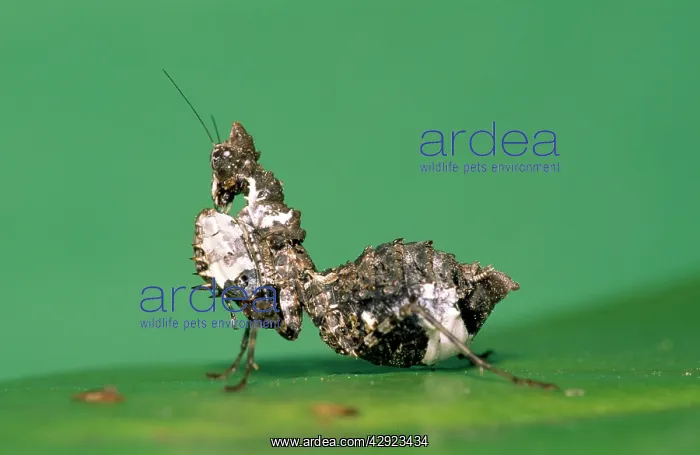 : Praying Mantis - bird dropping mimic : Praying Mantis - bird dropping mimic