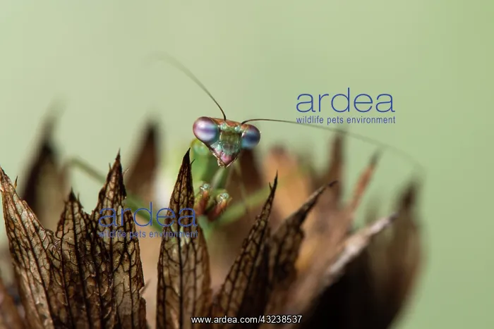 : Praying mantis (Blue winged mantis) - head on close : Praying mantis (Blue winged mantis) - head on close