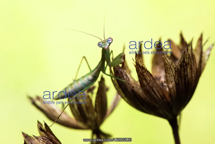 : Praying mantis (Blue winged mantis) - Taken under : Praying mantis (Blue winged mantis) - Taken under