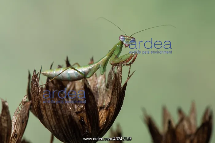 : Praying mantis (Blue winged mantis) - Taken under : Praying mantis (Blue winged mantis) - Taken under
