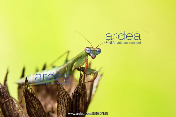 : Praying mantis (Blue winged mantis) - Taken under : Praying mantis (Blue winged mantis) - Taken under