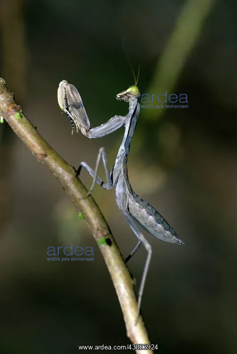  : Praying Mantis on branch
