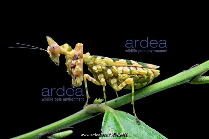: Praying mantis (Callibia diana) with green markings : Praying mantis (Callibia diana) with green markings