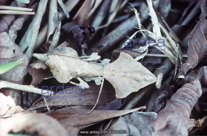 : PRAYING MANTIS - CAMOUFLAGED : PRAYING MANTIS - CAMOUFLAGED