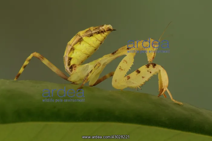 : Praying Mantis controlled conditions Birmingham : Praying Mantis controlled conditions Birmingham