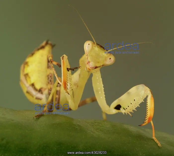 : Praying Mantis controlled conditions Birmingham : Praying Mantis controlled conditions Birmingham