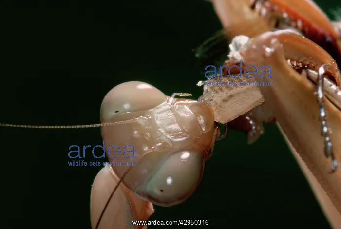 : Praying Mantis - eating a cricket : Praying Mantis - eating a cricket