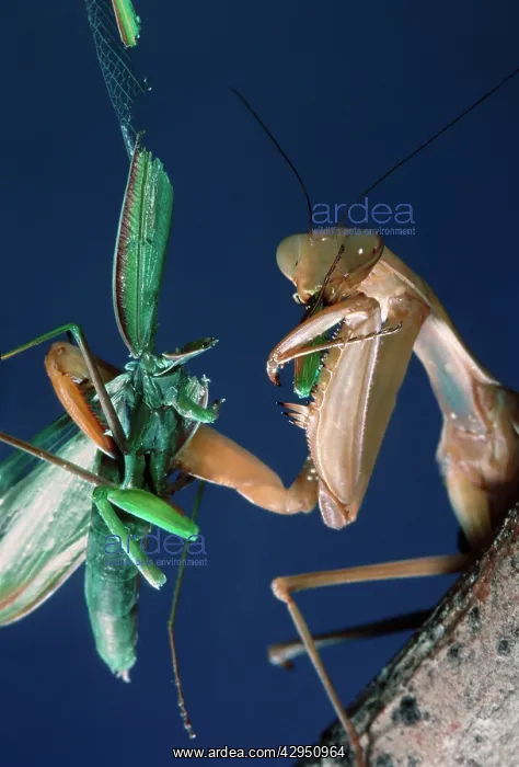 : Praying Mantis - eating male after mating : Praying Mantis - eating male after mating