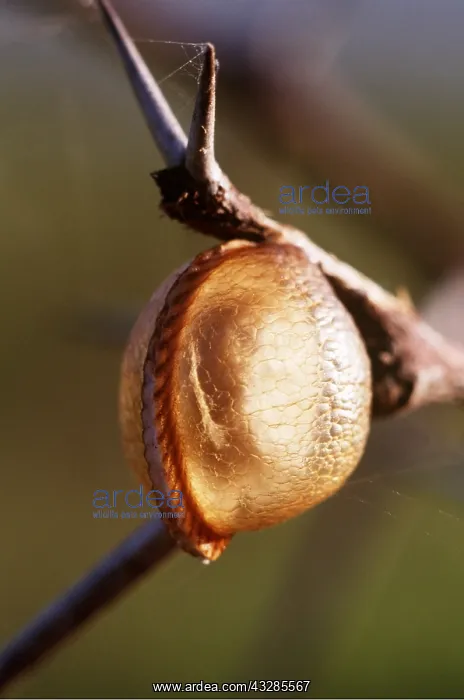 : PRAYING MANTIS - Egg capsule / Chrysalis : PRAYING MANTIS - Egg capsule / Chrysalis