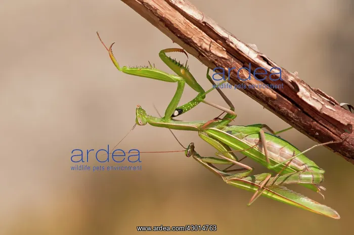  : Praying Mantis (European Mantis) mating