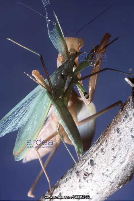 : PRAYING MANTIS - female eating male mate : PRAYING MANTIS - female eating male mate