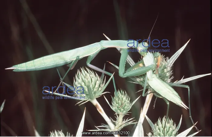 : PRAYING MANTIS - female eating male mate : PRAYING MANTIS - female eating male mate