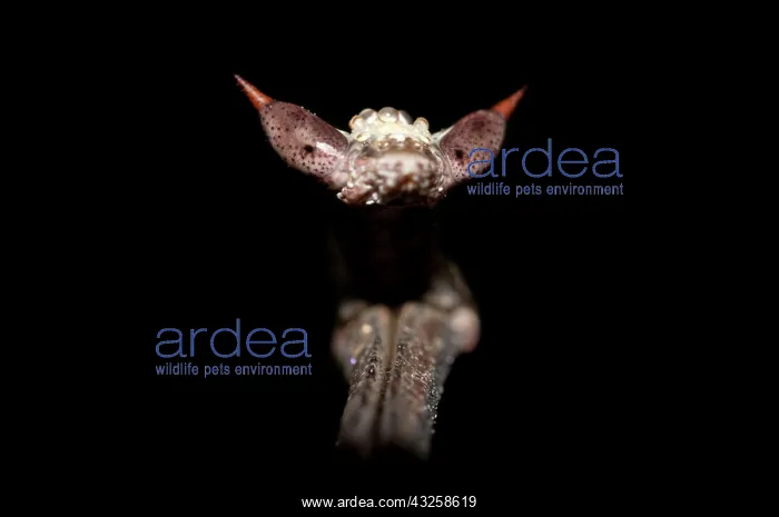  : Praying Mantis - detail of head