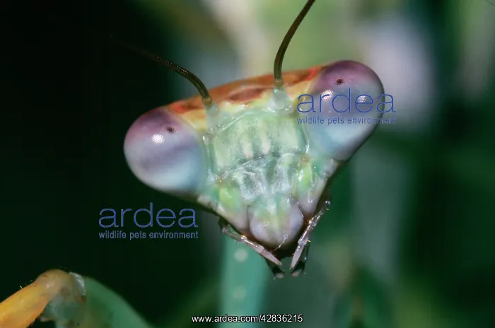 : Praying MANTIS - head close-up : Praying MANTIS - head close-up