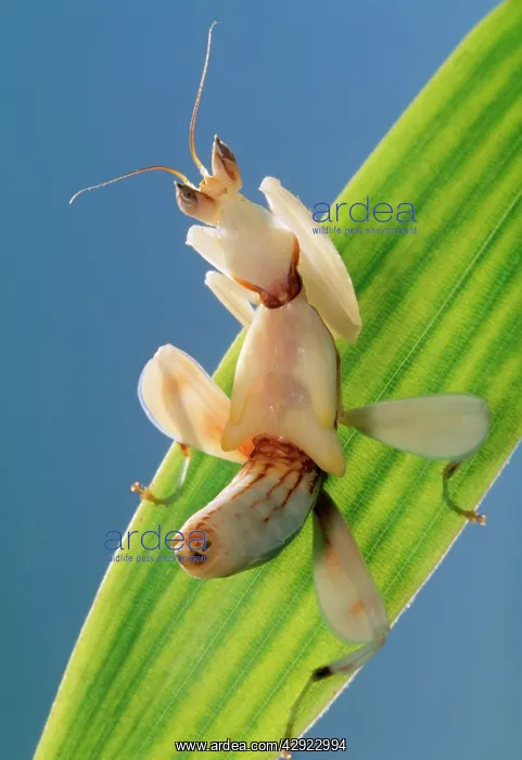 : Praying Mantis - juvenile : Praying Mantis - juvenile
