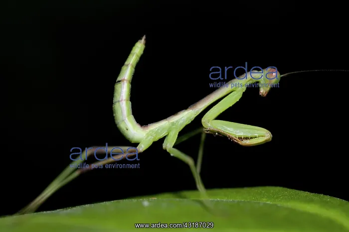 : Praying Mantis - on leaf : Praying Mantis - on leaf